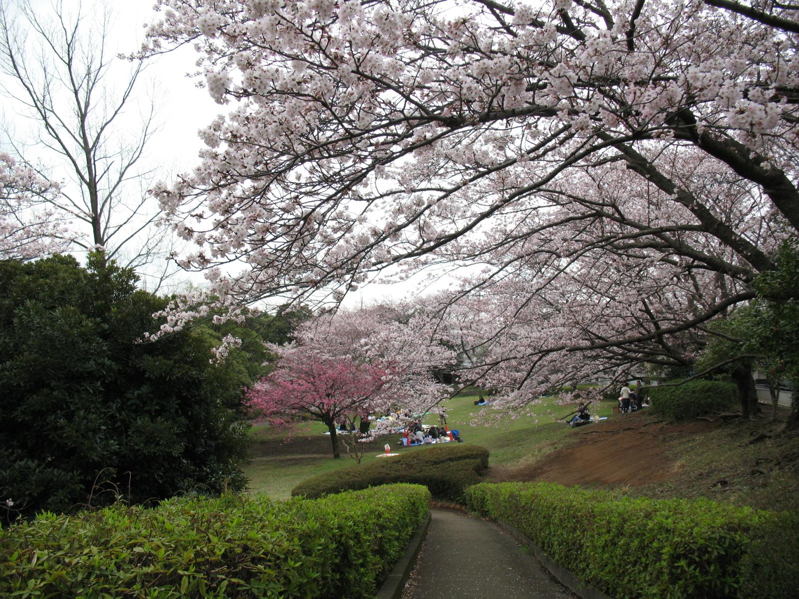 Cherry blossoms